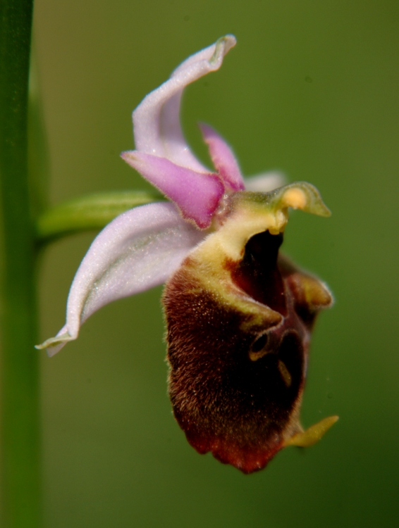 Ophrys fuciflora e O. ??